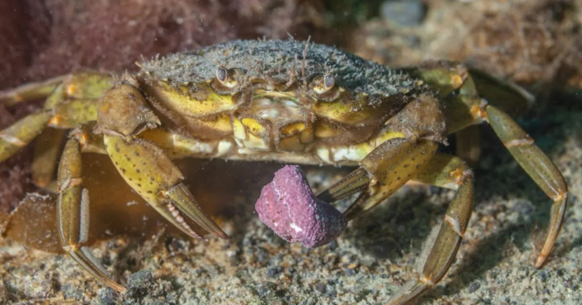 Cangrejo verde invasor: cómo identificarlo en las playas patagónicas