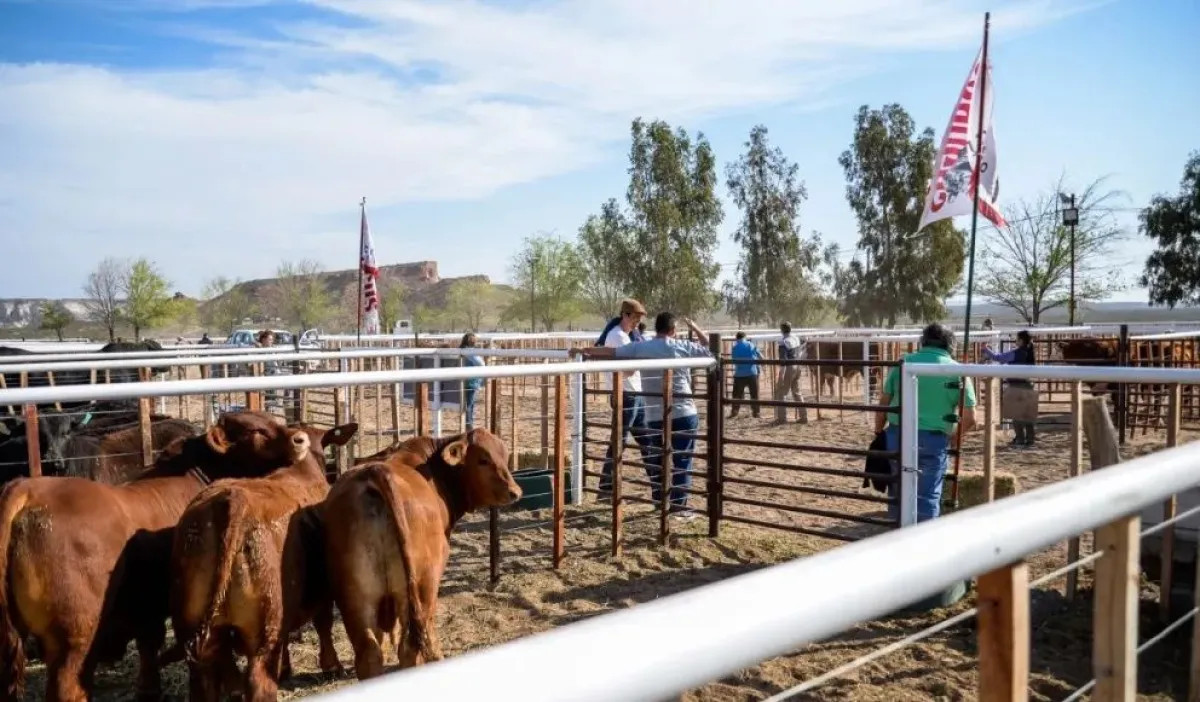 Ya está definido el calendario de exposiciones rurales 2026 en Río Negro