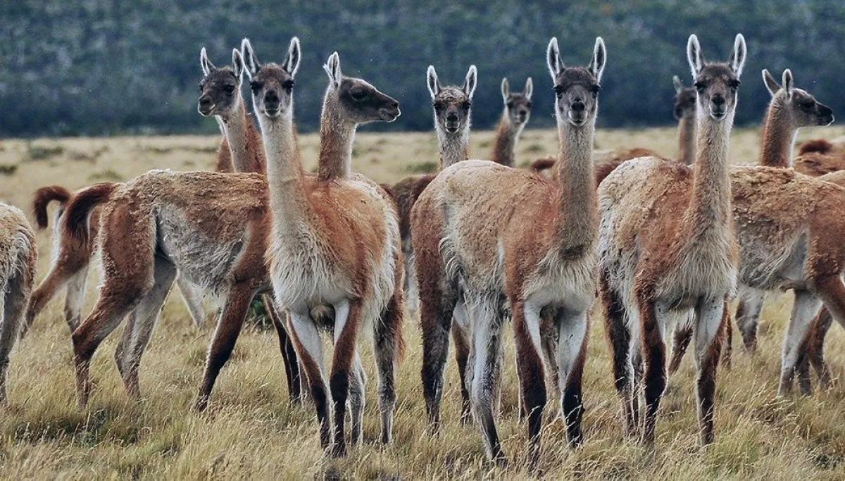 Rionegro aprobó la Ley de Carnes: cómo queda la venta de jabalí y guanaco