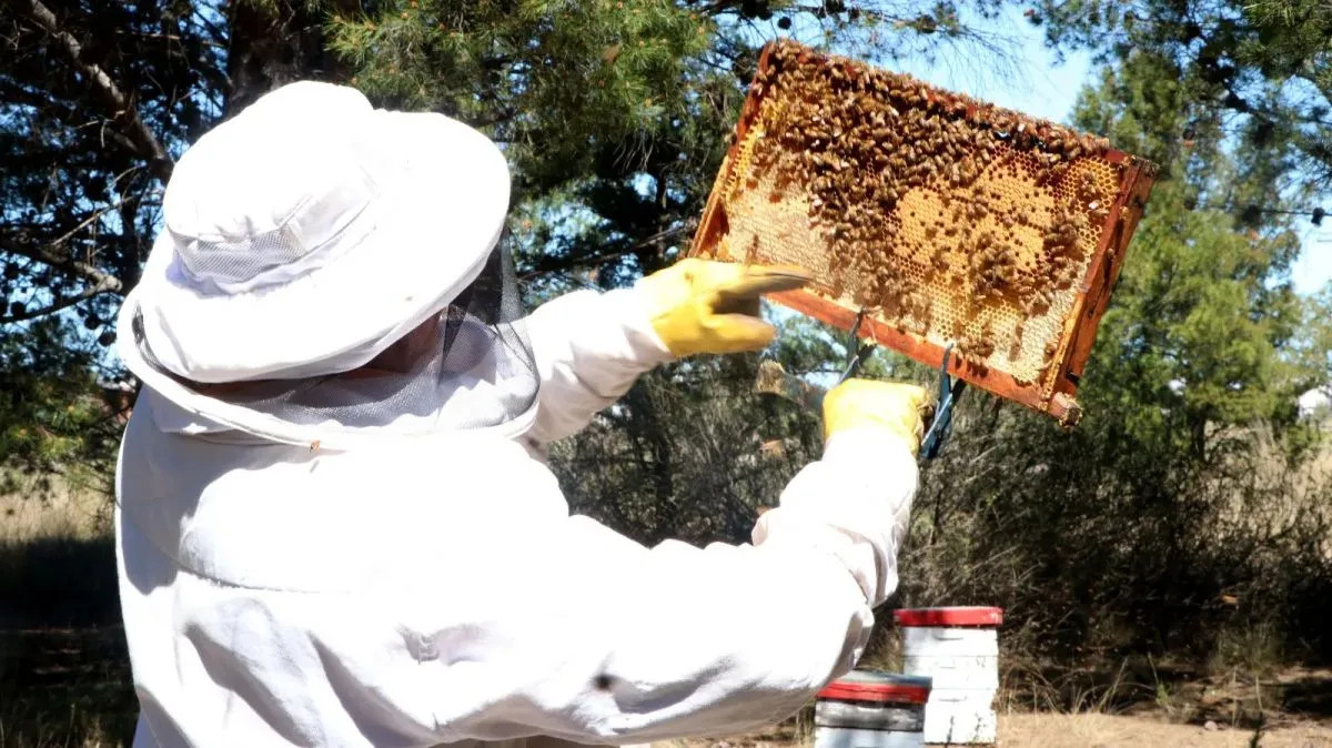 La miel patagónica busca su lugar en los mercados más exigentes del mundo