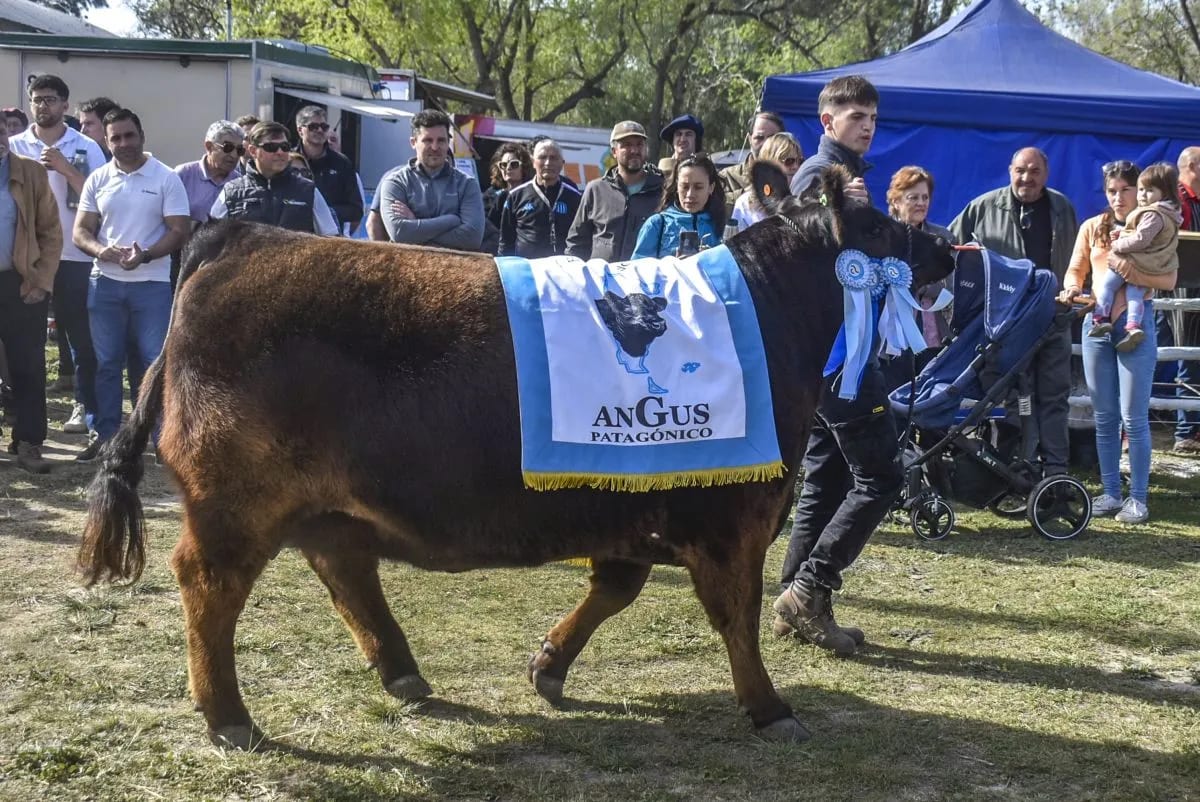 Viedma se prepara para la Expo Rural con récord de reproductores y la Nacional Patagónica de Angus