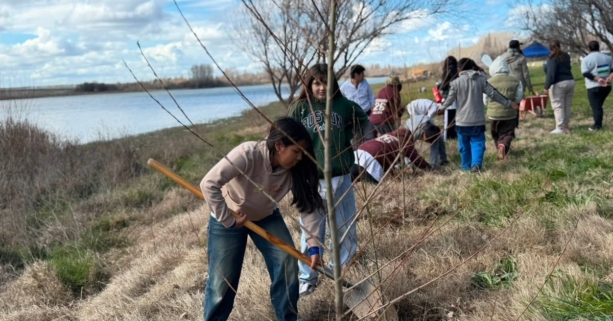 Cerró en San Javier la campaña «Se Planta» para recuperar el sauce criollo