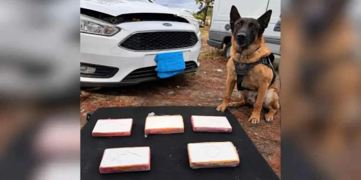Hallaron casi 5,5 kilos de cocaína ocultos en un Ford Focus secuestrado en Río Negro
