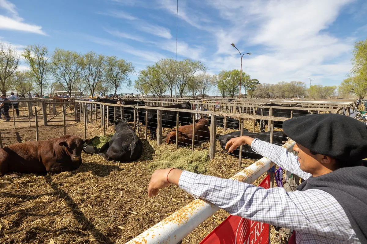 Río Colorado abre el circuito rural de primavera con lluvias que renuevan la esperanza