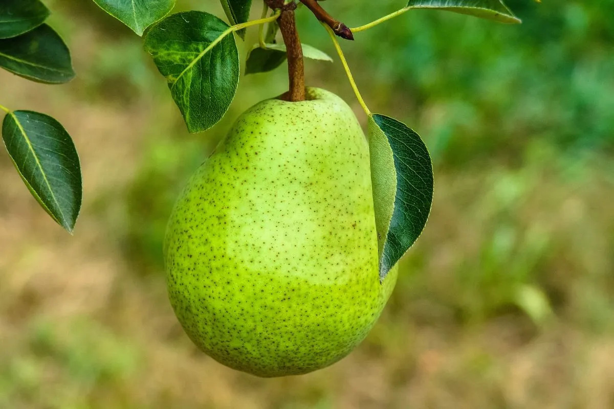 La fruticultura regional, entre lluvias que atrasan la poda y un mercado que no reacciona