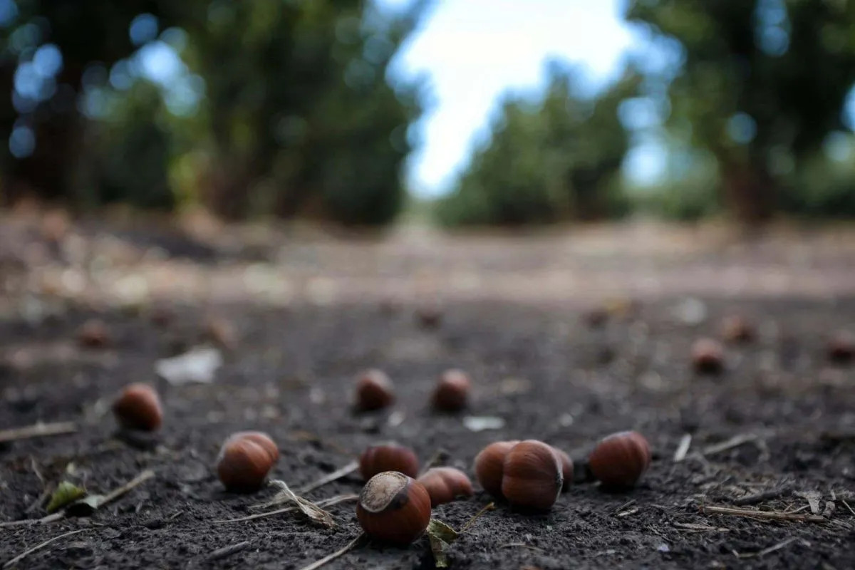 El INTA capacita a productores de avellanos en el Idevi
