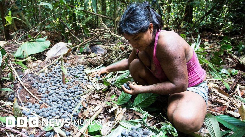 Chagras: el sistema agrícola amazónico que devuelve la tierra a la selva