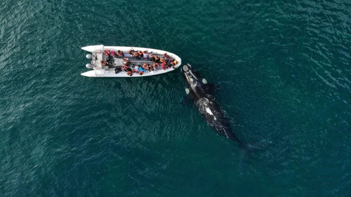 Presentan este viernes la Temporada de Fauna Marina 2026 en Las Grutas