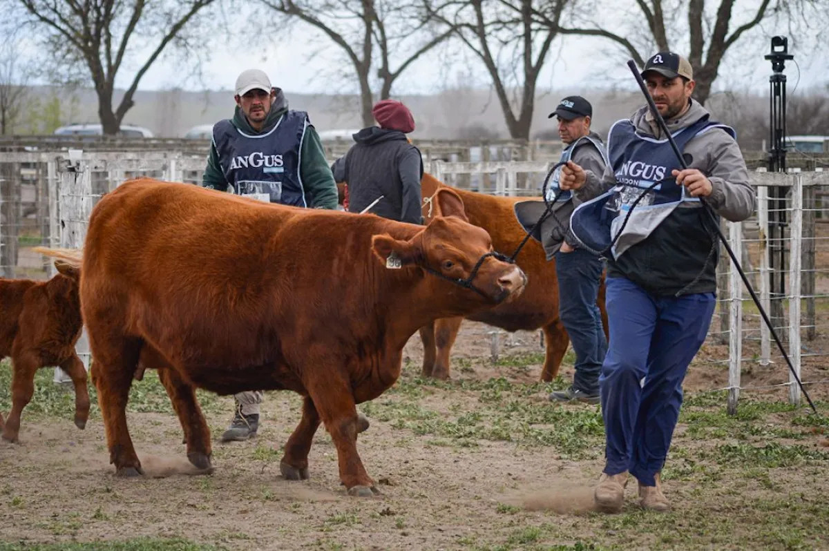 Buena jura en la Rural de Río Colorado y foco puesto en la Nacional de Angus en Viedma