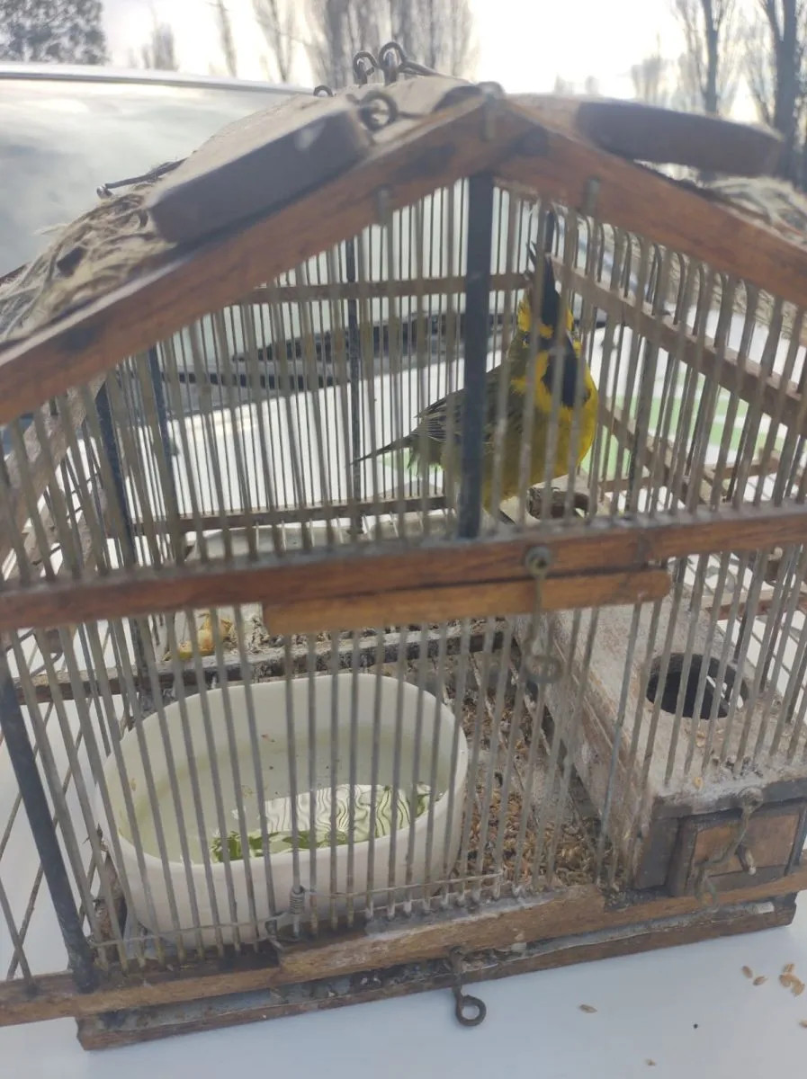 Allanamientos en Colonia Frías: secuestraron dos cardenales amarillos y elementos de caza ilegal
