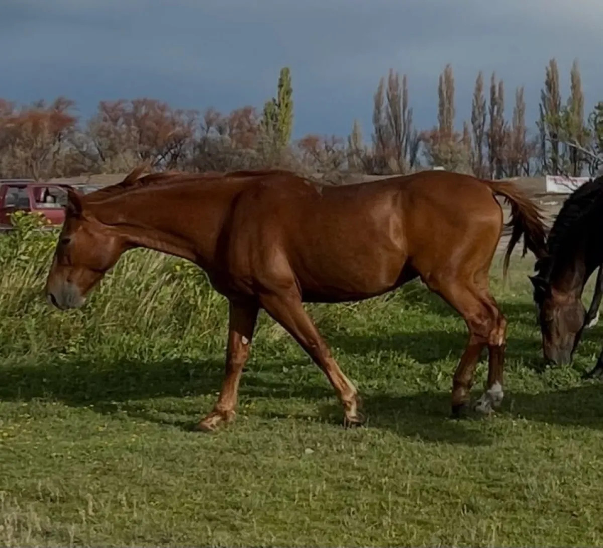 San Javier: continúa la búsqueda de un caballo desaparecido y ofrecen recompensa