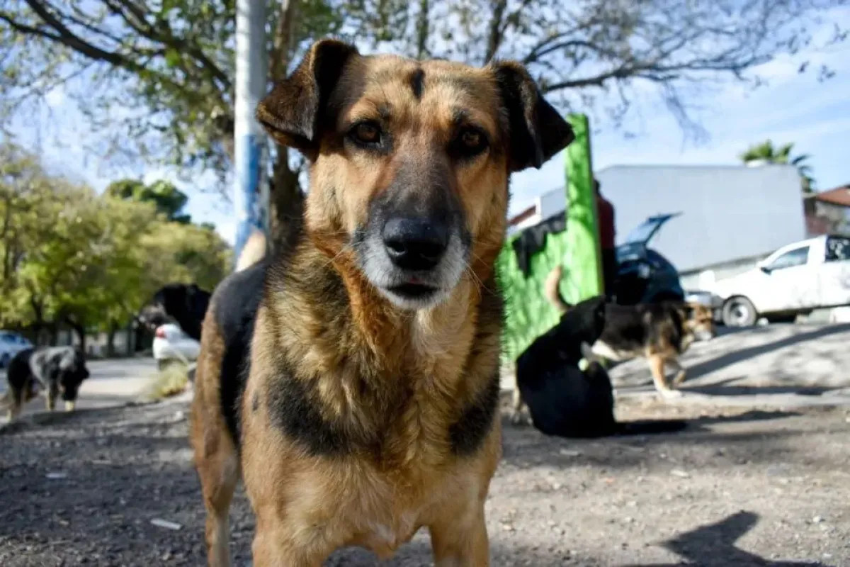 Perros sueltos: el Concejo de Patagones empezó a debatir soluciones sin definiciones concretas