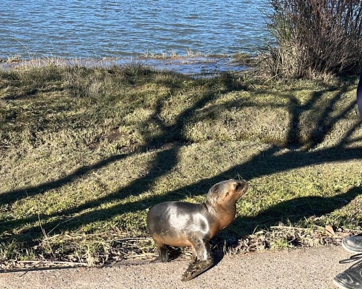 Un lobo marino sorprendió en la costanera de Patagones y fue devuelto al río
