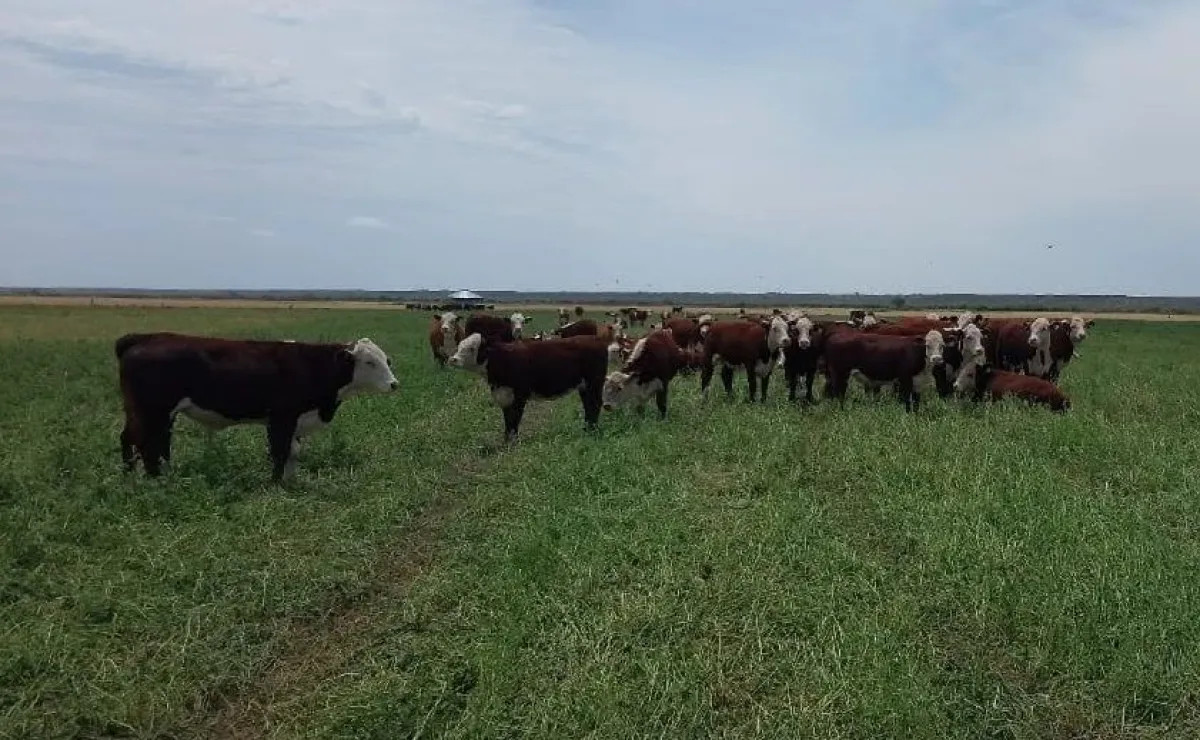 El INTA logra carne de calidad en invierno con remolacha forrajera en el Valle Inferior