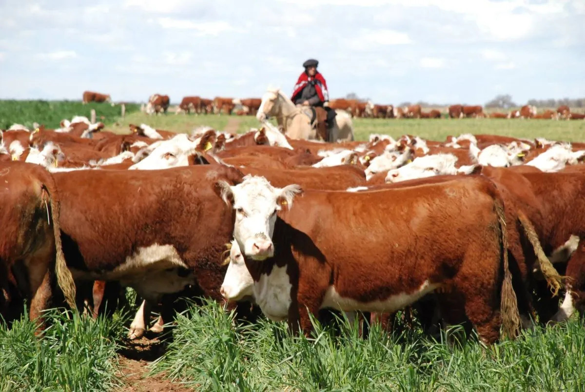 Tras tres años de sequía, el campo en San Antonio Oeste inicia una lenta recuperación