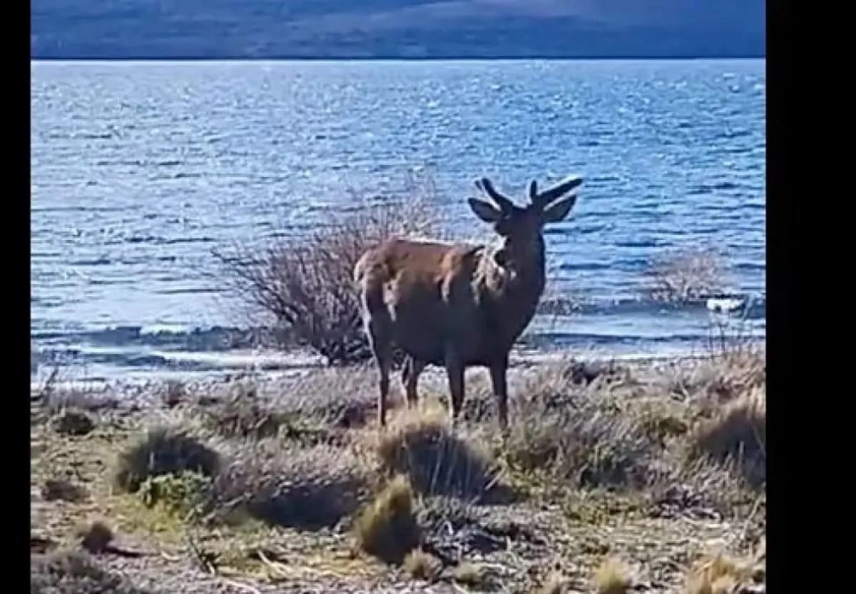 Un ciervo sorprendió a los vecinos en Dina Huapi