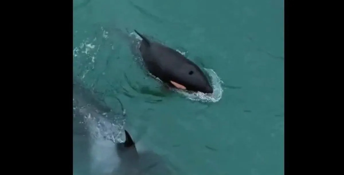 La orca Mica volvió a la Reserva Punta Bermeja con sus crías Aiken y Piqui