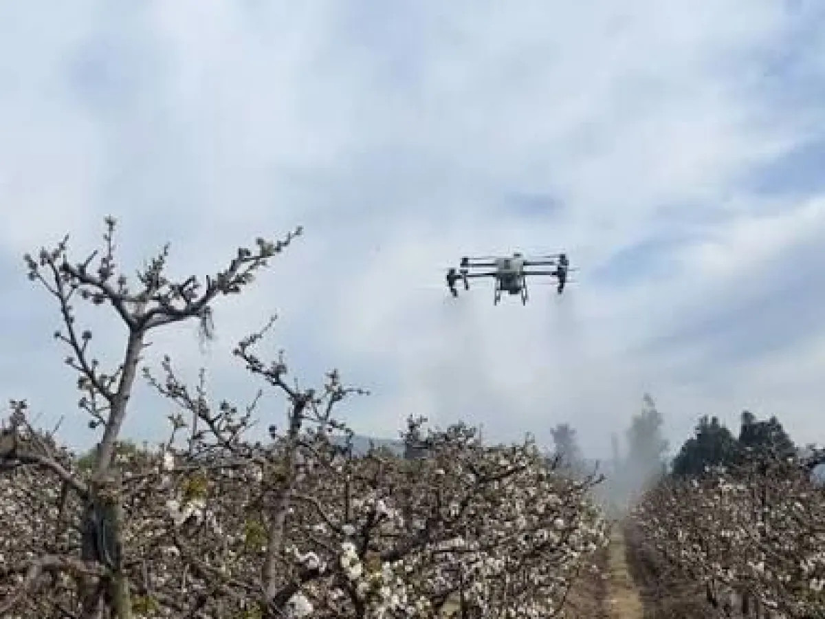 Una chacra del Idevi incorpora drones para cuidar sus durazneros
