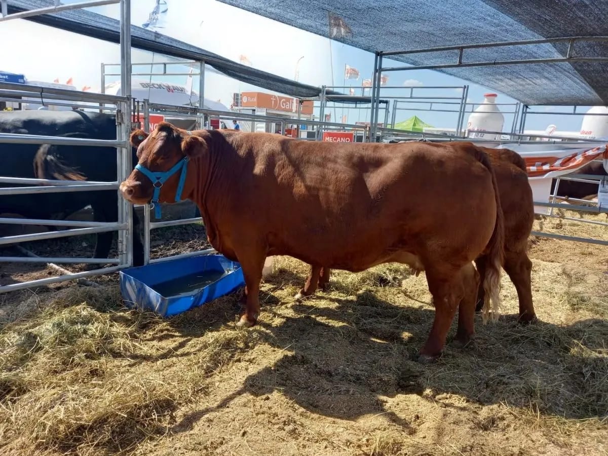 Nueva Ley de Carnes en Río Negro: la ganadería avanza hacia un marco normativo unificado