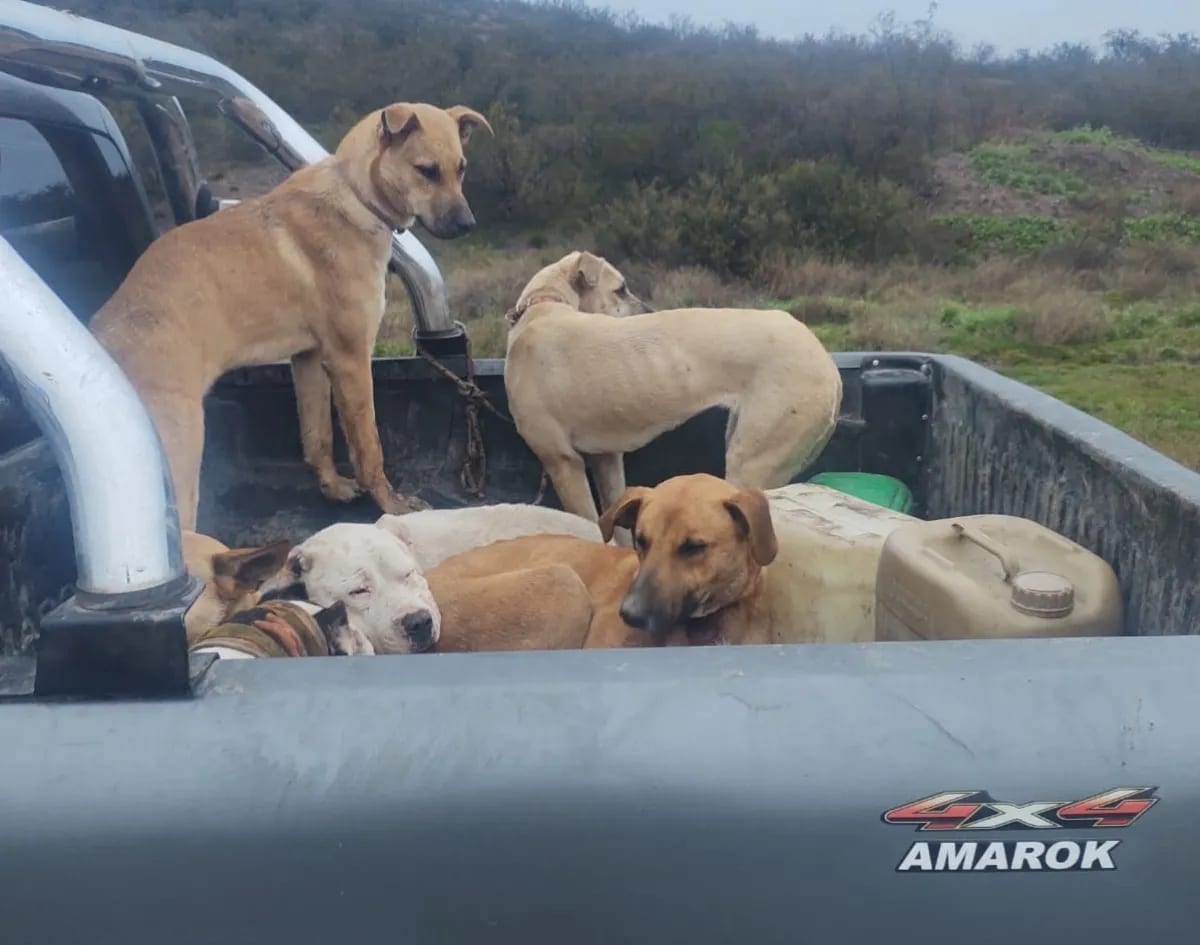 Control policial en la Ruta 250: decomisaron cuatro jabalíes cazados sin permisos