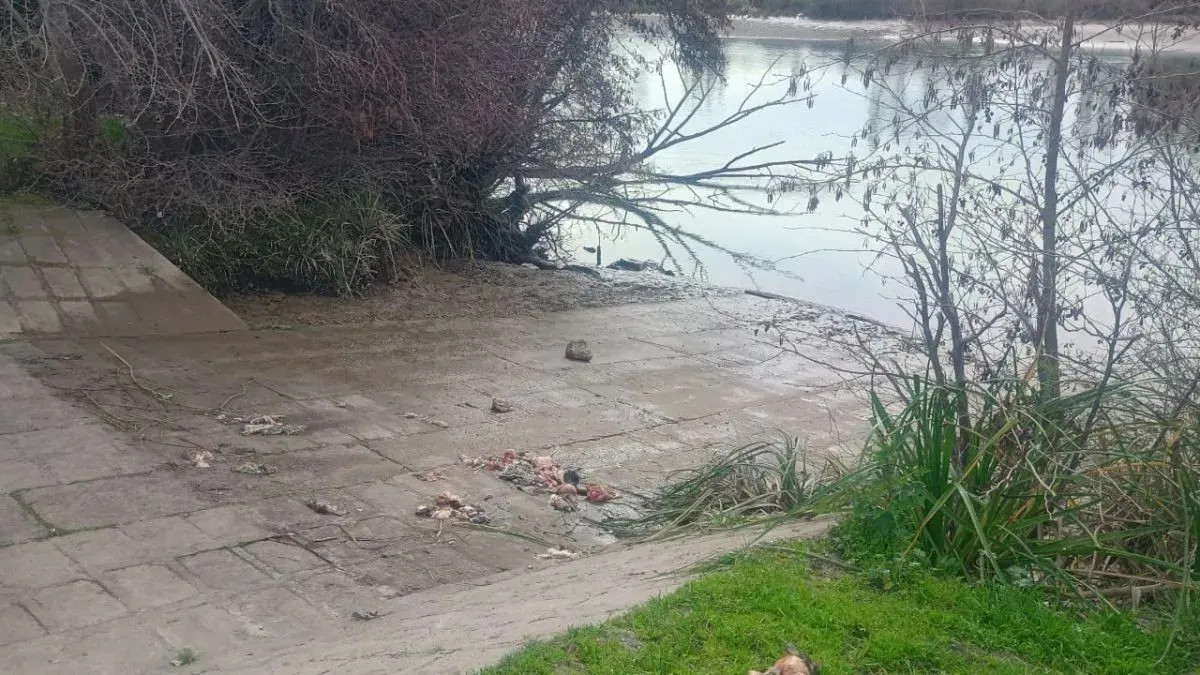 Los restos hallados en la costanera de Viedma eran de vizcachas, confirmó el Municipio