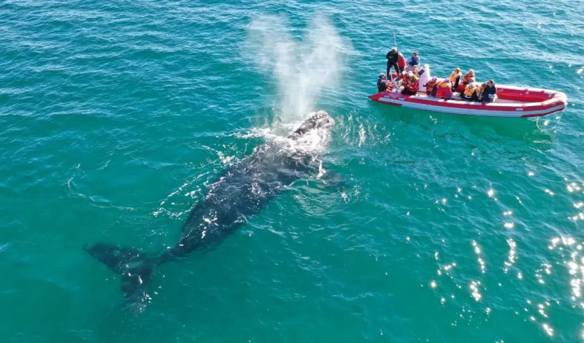 Arranca la temporada de avistaje de ballenas en Las Grutas y San Antonio Este