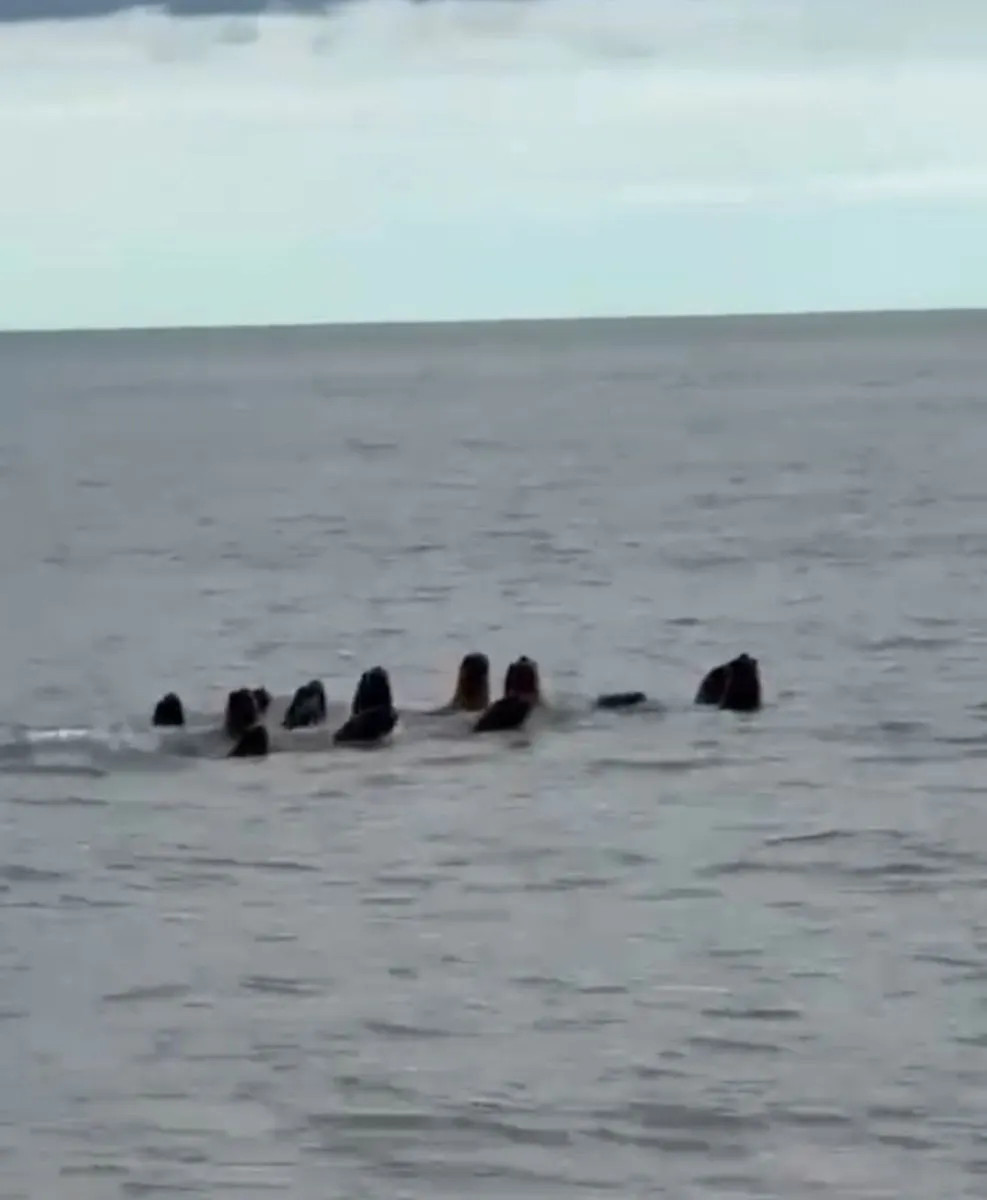 Lobos marinos sorprendieron a bañistas en la playa de El Cóndor