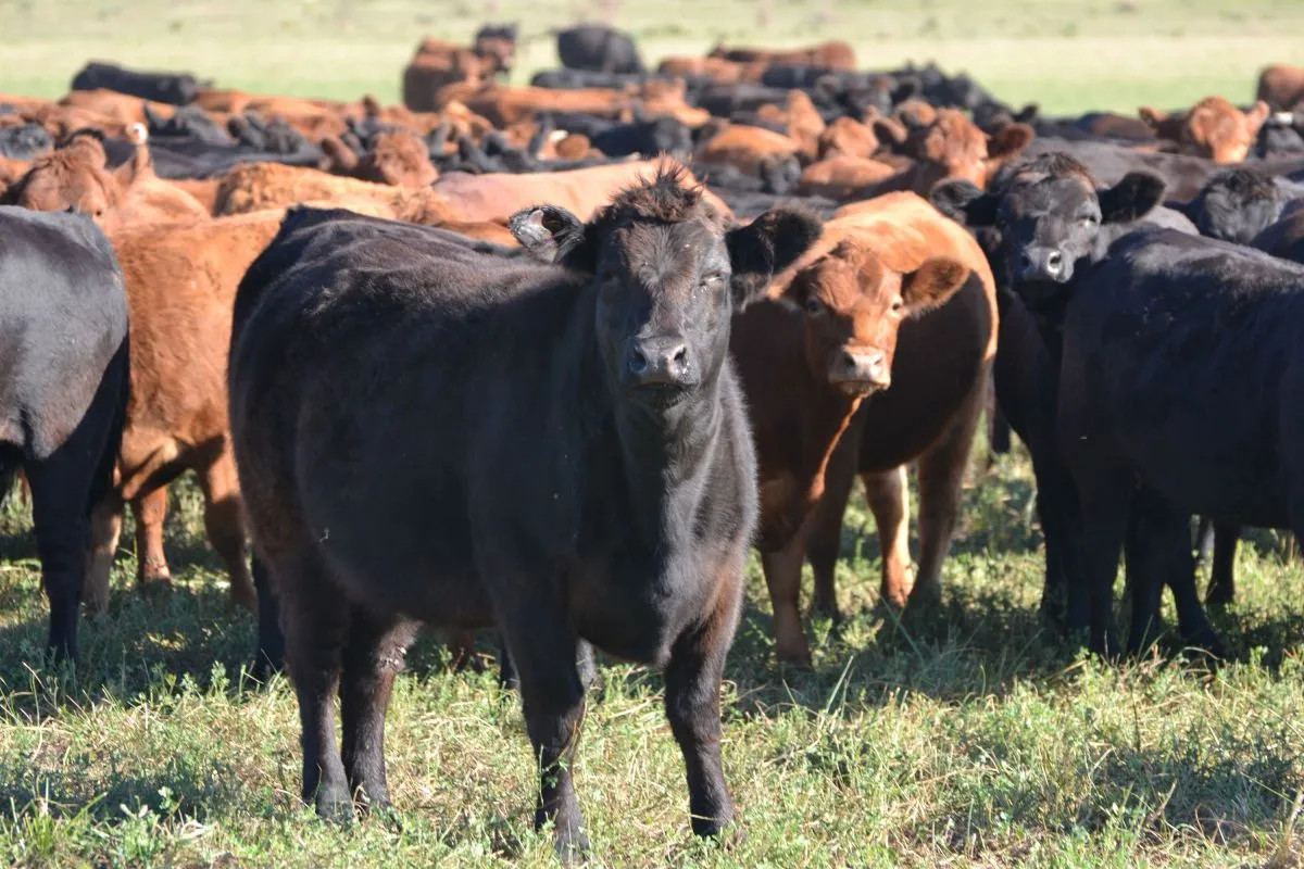Con más pasto, productores de Patagones retienen hacienda y engordan animales