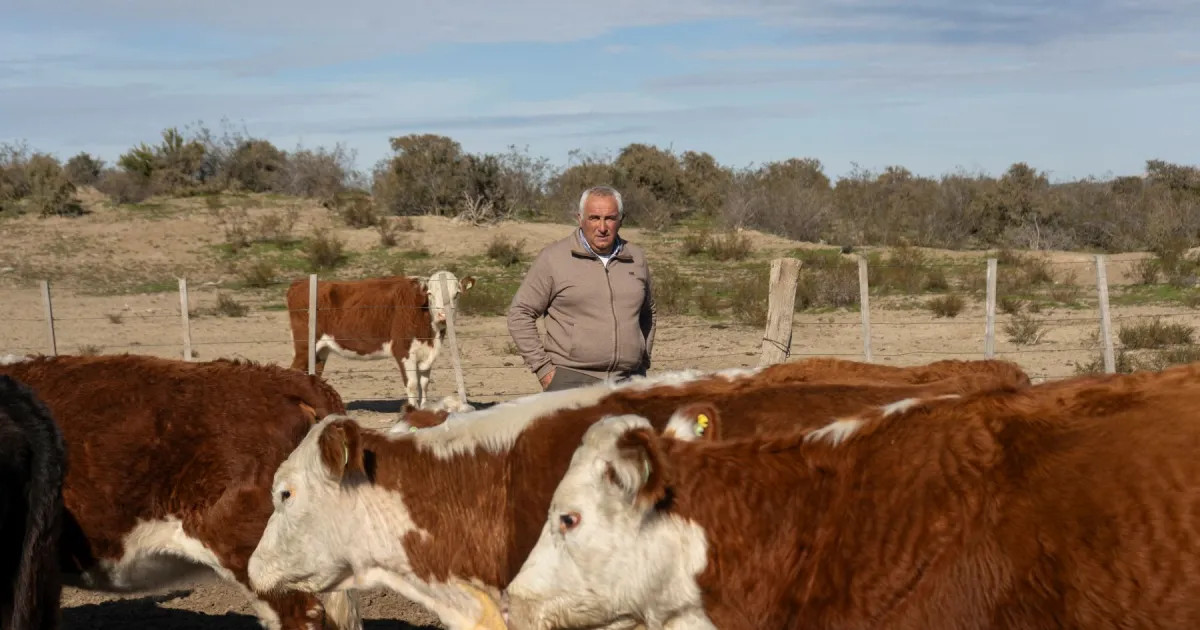 Manejo holístico: cómo un productor de San Antonio Oeste enfrenta la sequía en un campo de 8,4 leguas