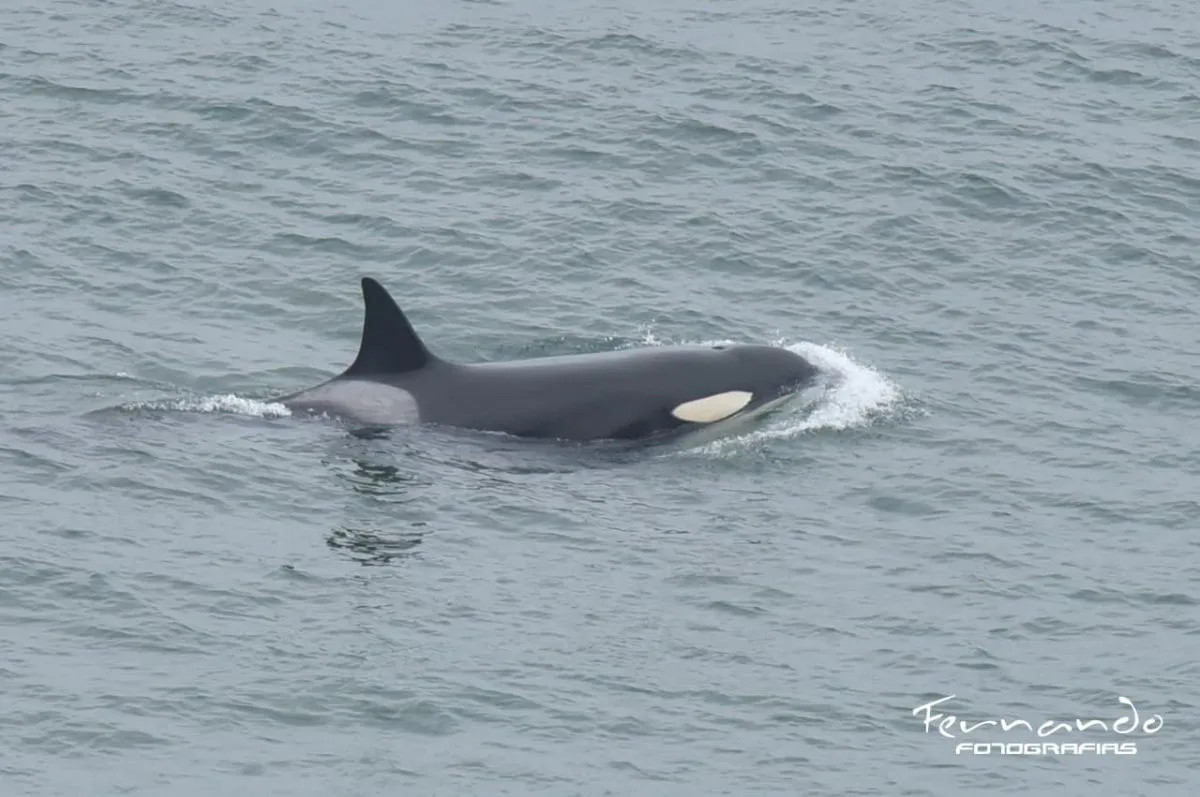 La orca Mica volvió a Punta Bermeja con sus crías después de cinco años