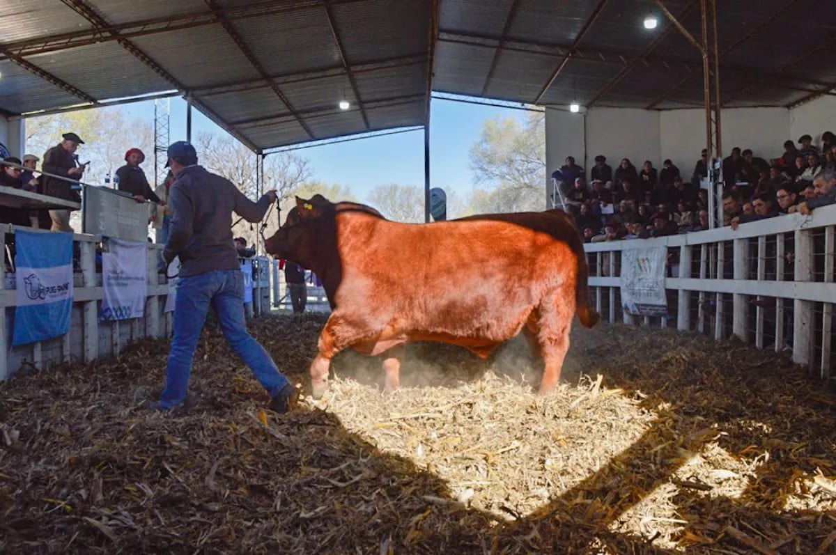Río Colorado remató 129 animales por más de $1.063 millones en la Rural