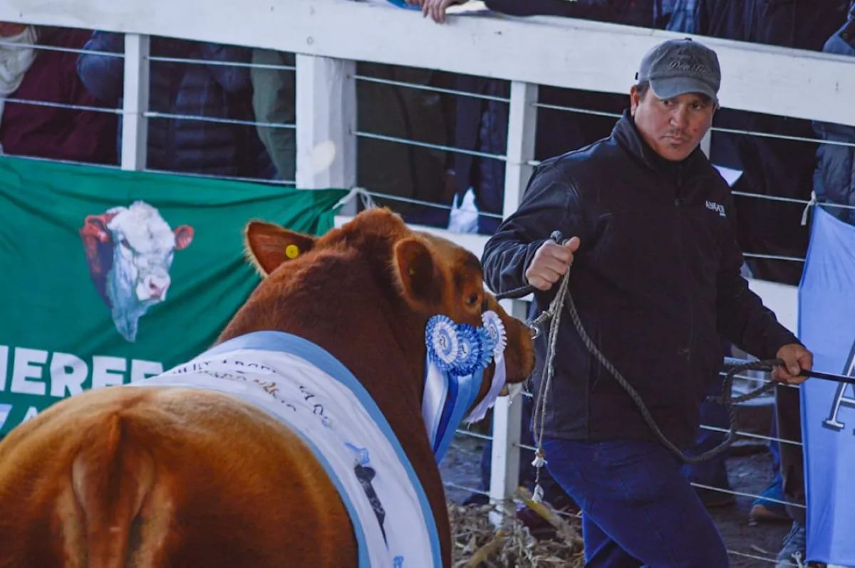 Un toro Angus se vendió por 26 millones de pesos en la Rural de Río Colorado